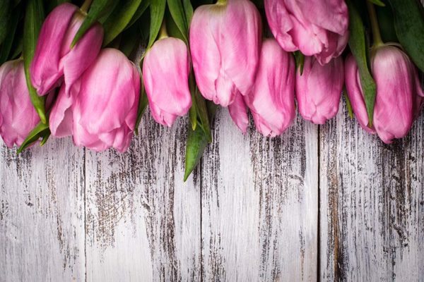 kvity-66